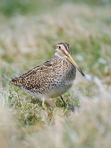 Magellanic Snipe. Sea Lion Island, spring Art Print
